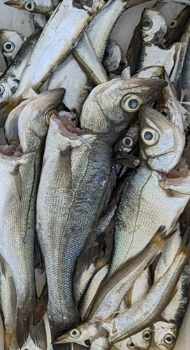 釣果