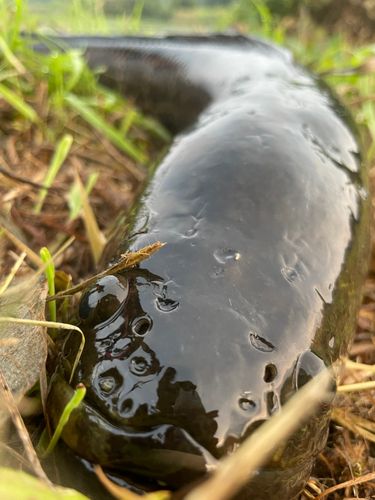 ライギョの釣果