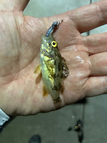 タケノコメバルの釣果