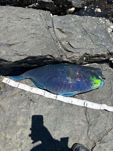 アオブダイの釣果
