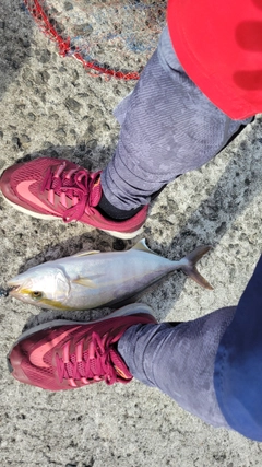 ネリゴの釣果