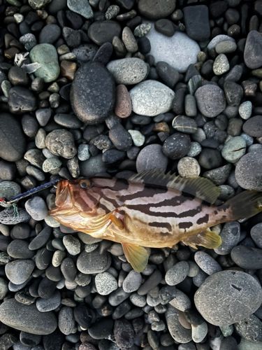 ホウキハタの釣果