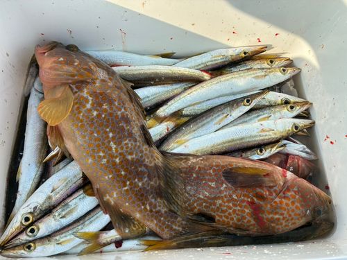 キジハタの釣果