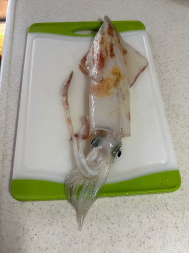 ケンサキイカの釣果