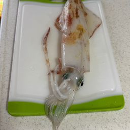ケンサキイカ
