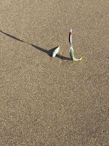 ワカシの釣果
