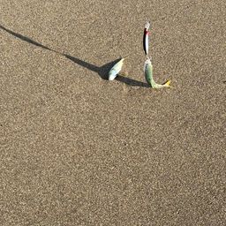 ワカシ