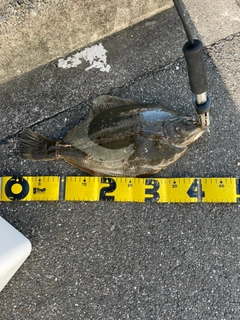 イシガレイの釣果
