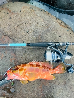 アカハタの釣果