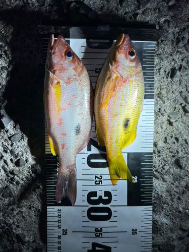 ニセクロホシフエダイの釣果