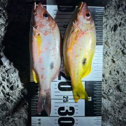 ニセクロホシフエダイ