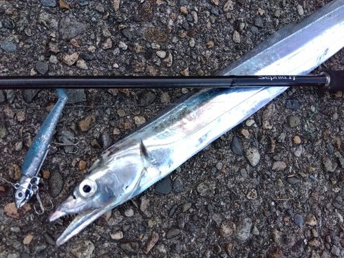 タチウオの釣果