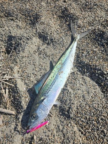 サゴシの釣果