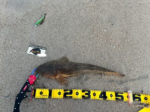 マゴチの釣果