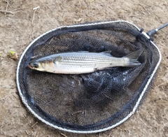 ボラの釣果