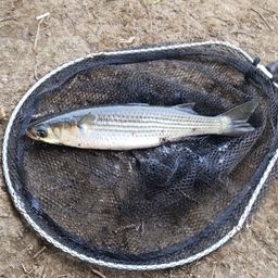 ボラ