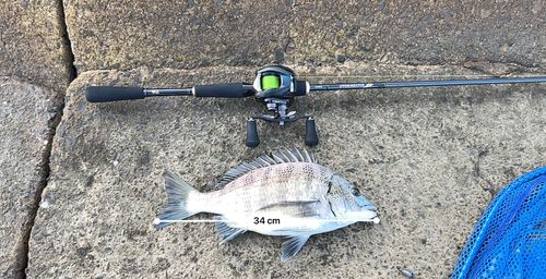 チヌの釣果