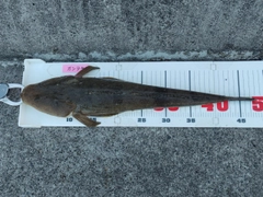 マゴチの釣果