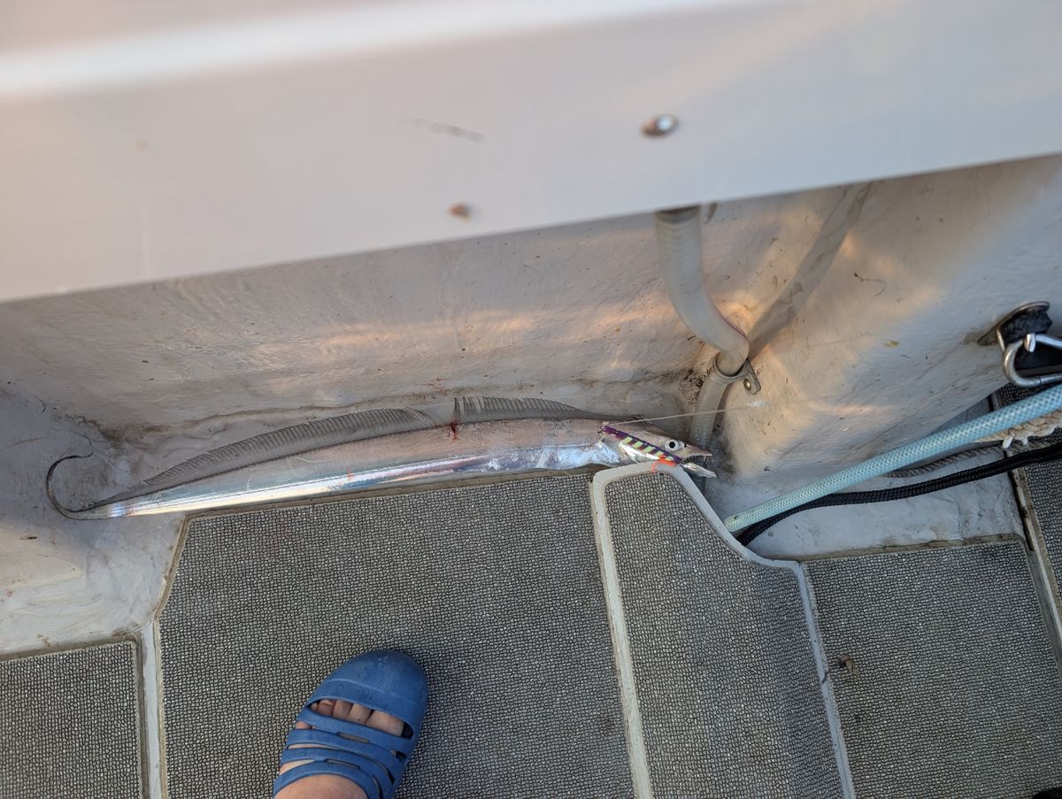 アングラーＴさんの釣果 1枚目の画像