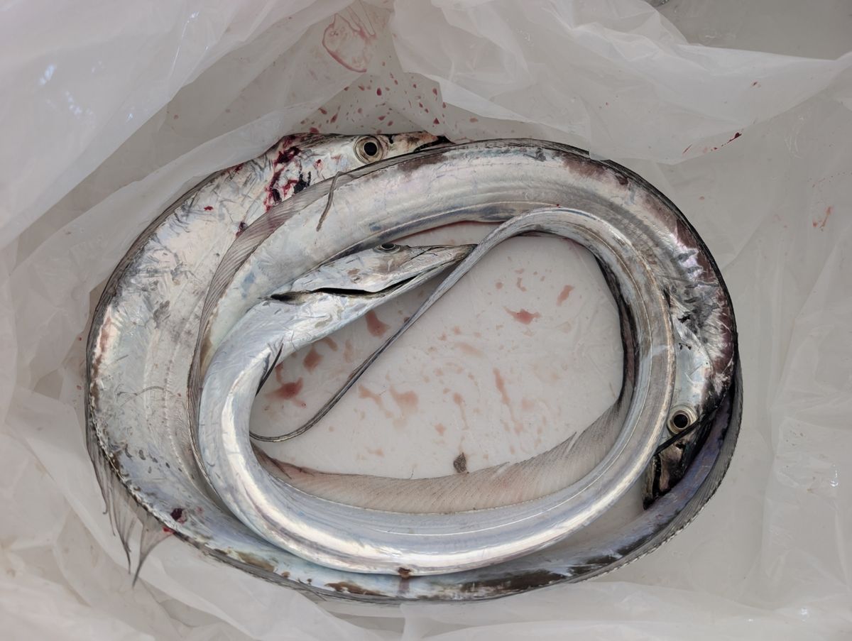 アングラーＴさんの釣果 2枚目の画像