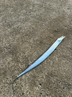 タチウオの釣果