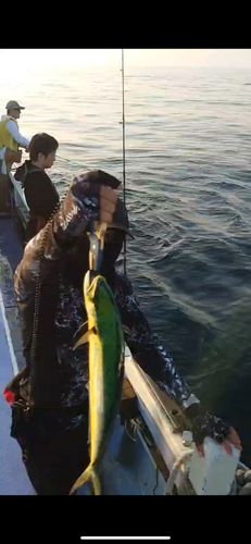 シイラの釣果