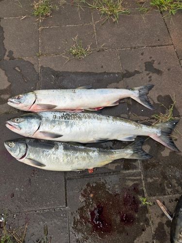 アキアジの釣果