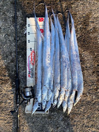 タチウオの釣果
