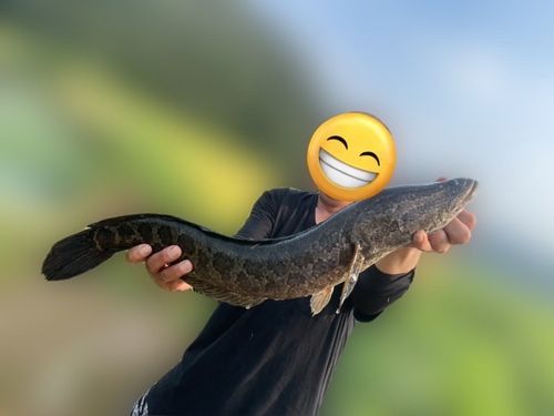 ライギョの釣果