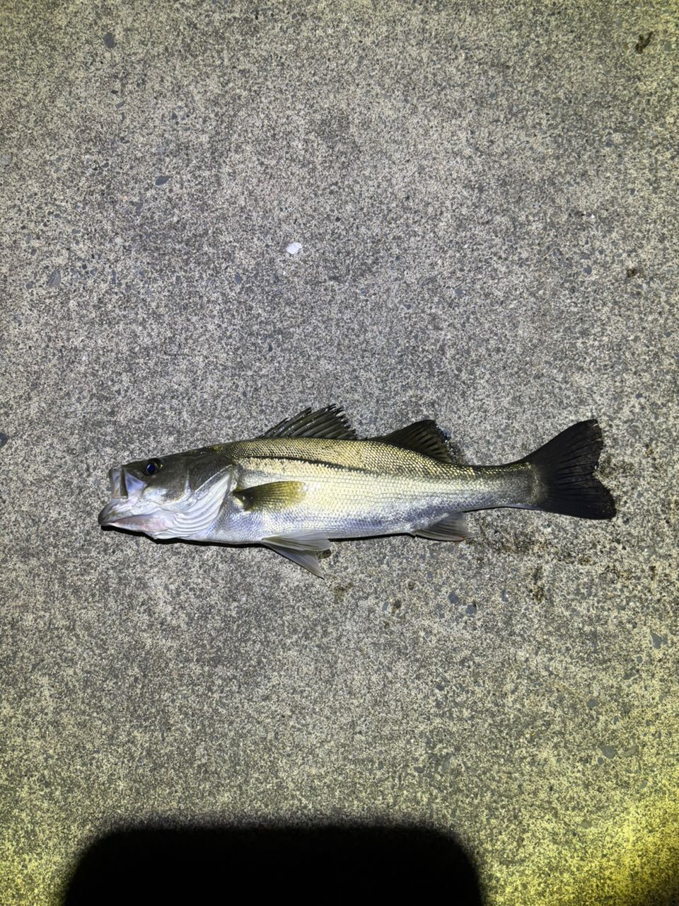 DAIWA 18月下美人 EX AGS 76MLS-T・Eの最安値・インプレ・釣果