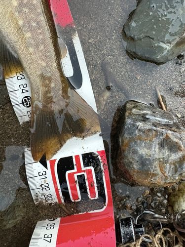 イワナの釣果