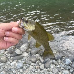 スモールマウスバス