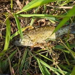 スモールマウスバス