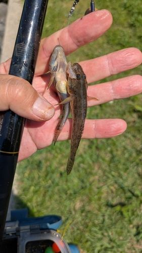 マハゼの釣果