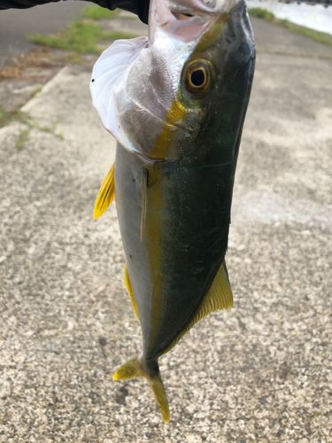 ヒラマサの釣果