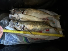 マアジの釣果