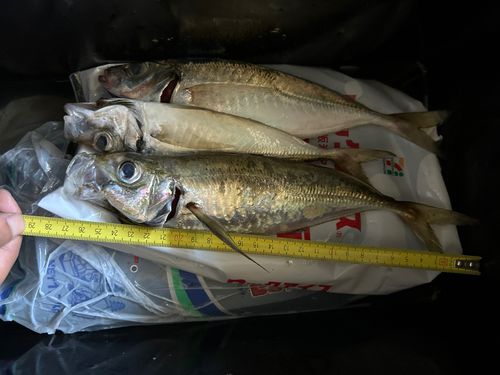 マアジの釣果