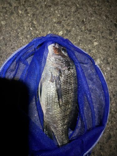 キスの釣果