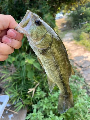 ラージマウスバスの釣果
