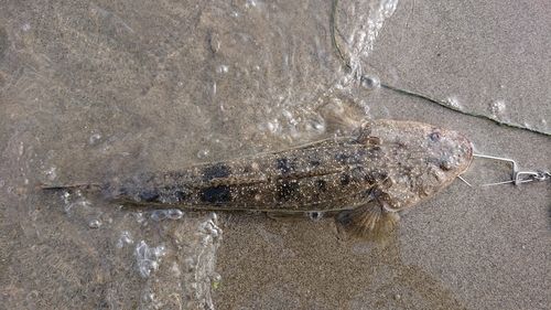 マゴチの釣果