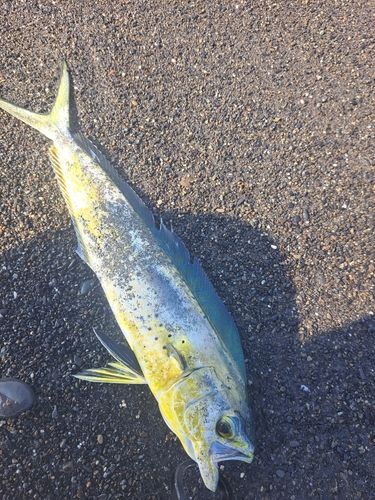 シイラの釣果