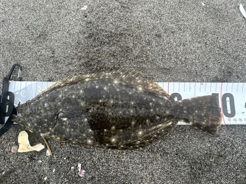 ソゲの釣果