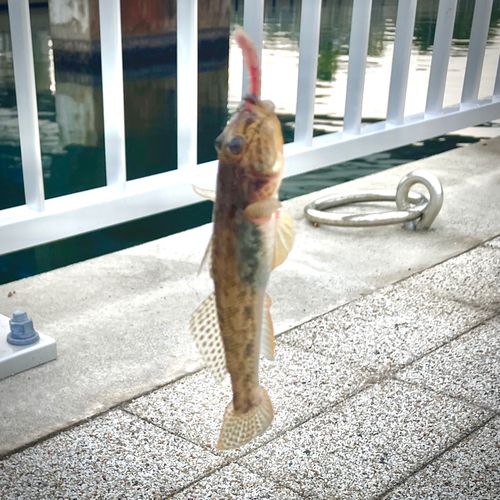 ハゼの釣果