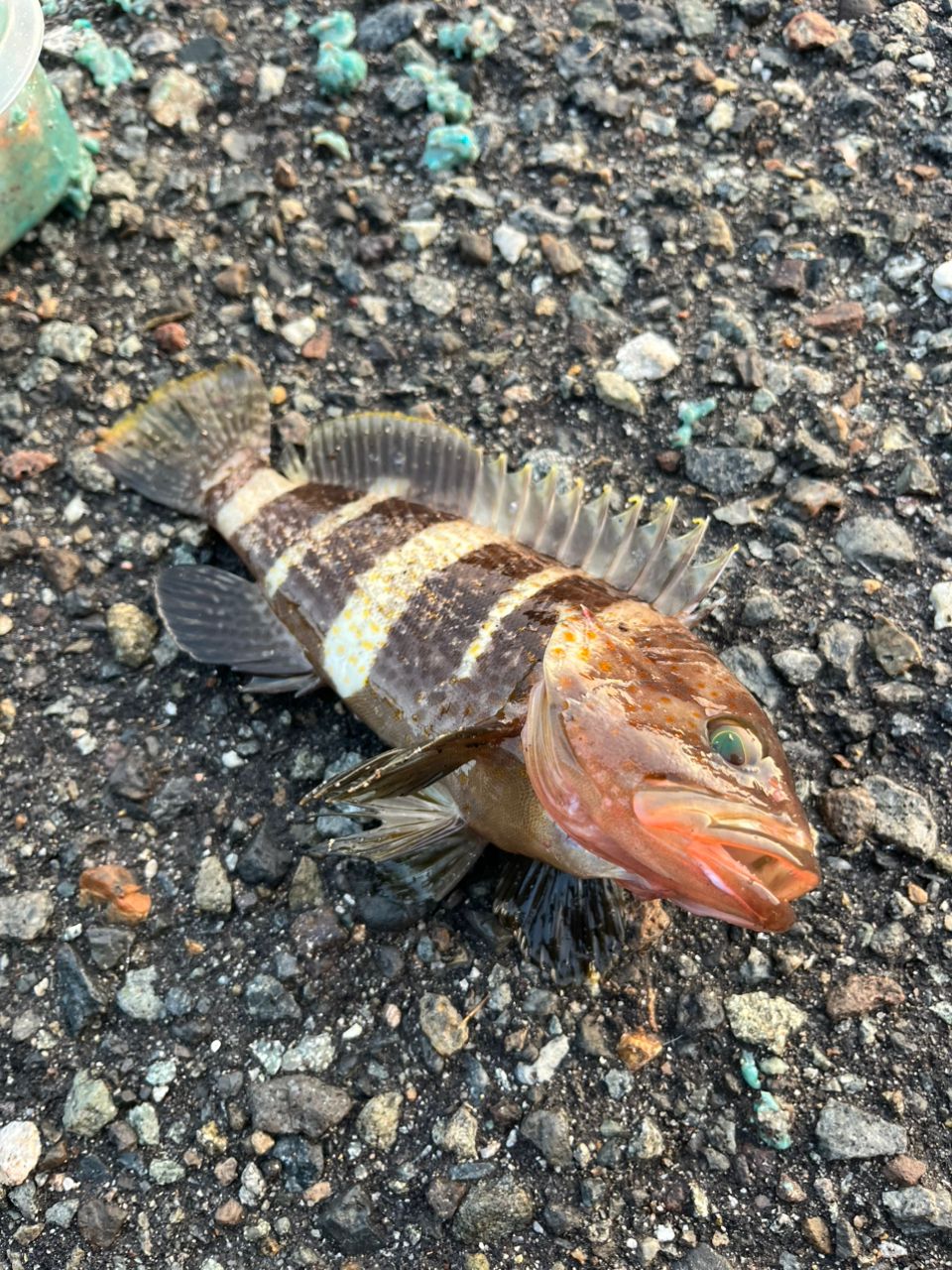 アオハタ