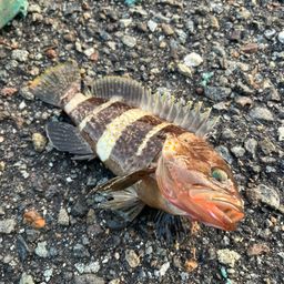 アオハタ