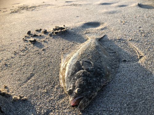 ソゲの釣果
