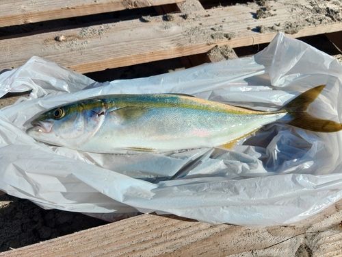 ワカシの釣果