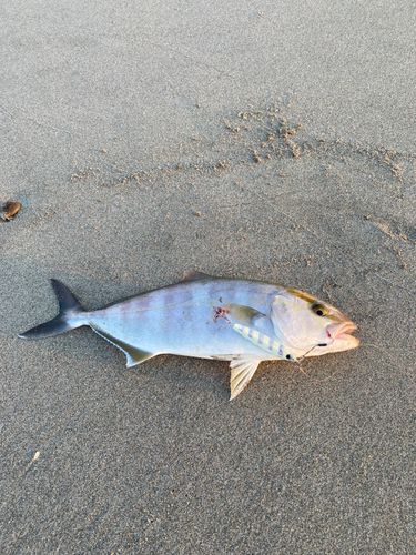 ショゴの釣果