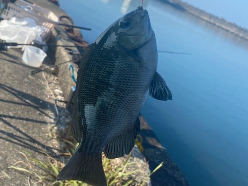 メジナの釣果