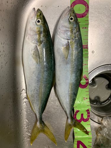 ワカシの釣果